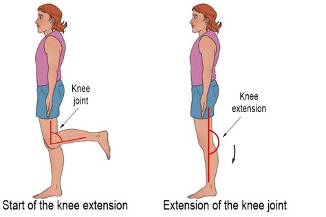 Knee flexion and extension muscles Archives - Samarpan Physiotherapy Clinic