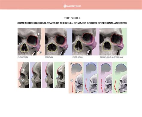 ArtStation - Some morphological traits of the skull | Skull anatomy, Anatomy, Head anatomy