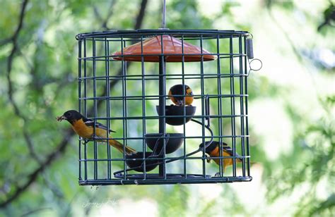 Late Summer Orioles: Migration, Feeding, and Tips for Attracting Them ...