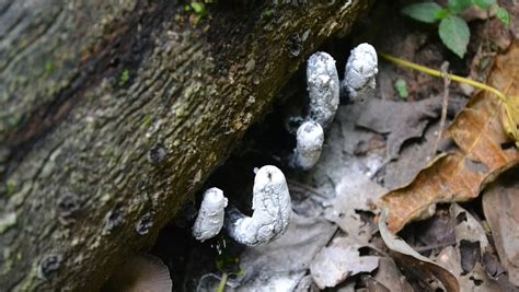 "Dead Man’s Fingers" is the Fungus of Our Nightmares - Nerdist