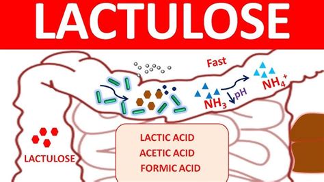 Lactulose Mechanism Of Action