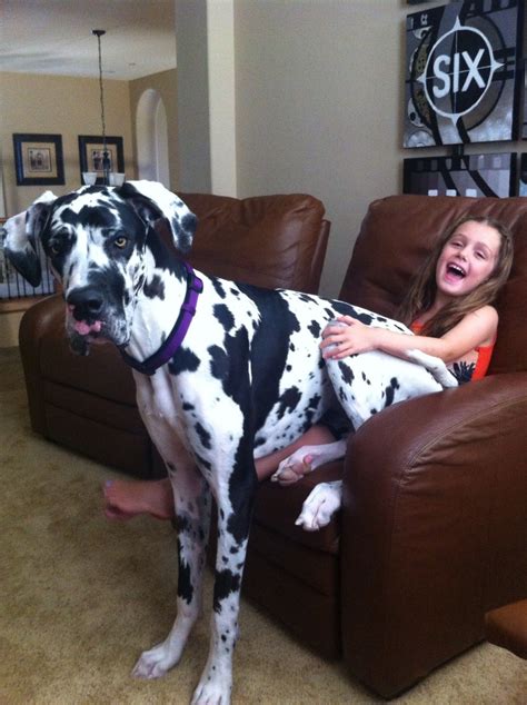 She thinks she is a lap dog:) We love our Great Dane! | Lap dogs ...