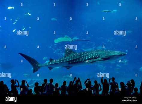 Whale shark and fish in Okinawa Churaumi Aquarium Stock Photo - Alamy