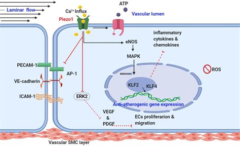 Piezo1 flow induced anti-atherogenic signaling mechanism: schematic... | Download Scientific Diagram