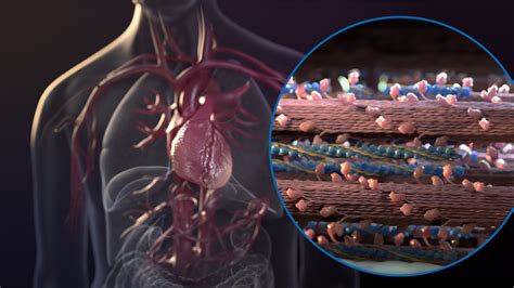 Heralding a Novel Approach in Heart Failure | Medical Animation | Scientific Animation | AXS Studio