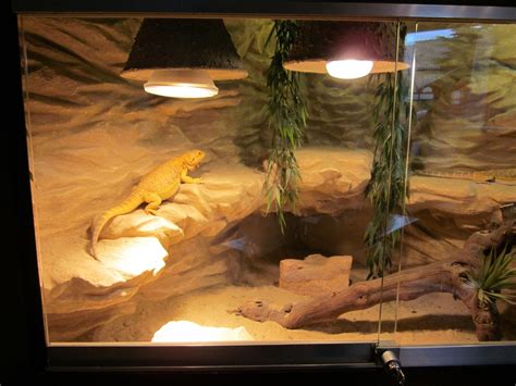 terrarium baardagaam - Google Search | Bearded dragon terrarium diy ...