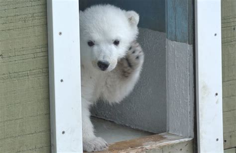 Meet Pte. Juno: Toronto Zoo names polar bear cub | CTV News