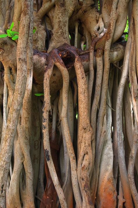 Lebanese American University-Trees | Nature on Campus | Pinterest