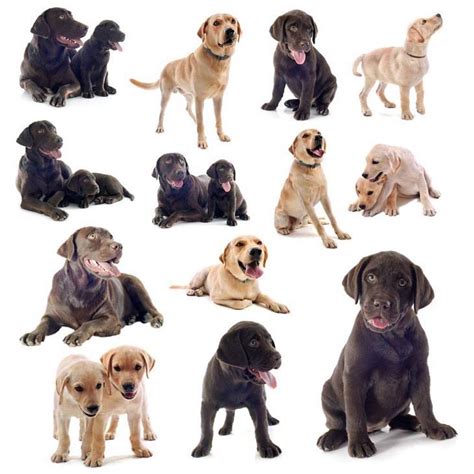 Labrador Retriever Names Perfect For Just This Breed