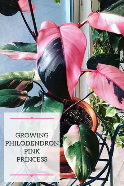 Philodendron pink princess Highly Variegated Pink Princess Philodendron - Multip ...