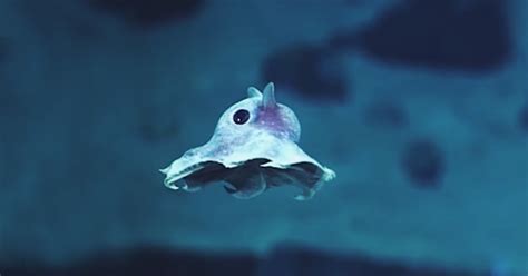 Strange Never-Before-Seen Sea Creatures Discovered 20,000 Feet Under The Sea | Bored Panda