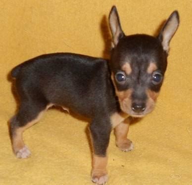 Toy Rat Terrier puppies for Sale in Columbus, Ohio Classified ...