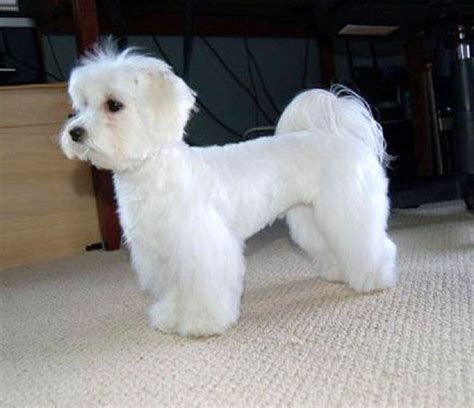 maltese dogs facts | Zoe Fans Blog | Maltese dogs haircuts, Dog ...