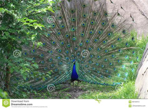 Peacock Mating Dance For Peahen Royalty-Free Stock Photo ...