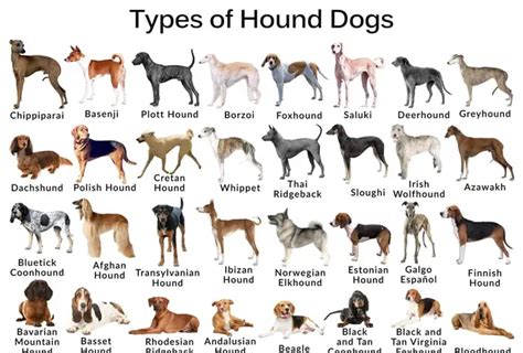 What Type Of Dog Is A Hound