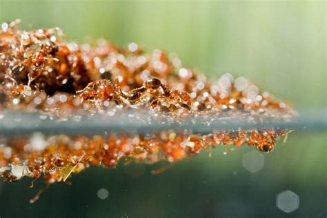 How do fire ants form giant rafts to survive floods? | Featured Stories | cnhi.com