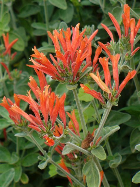 Hummingbird Plant, Uraguayan Firecracker Plant, King's Crown, Wooly Honeysuckle, Velvet ...