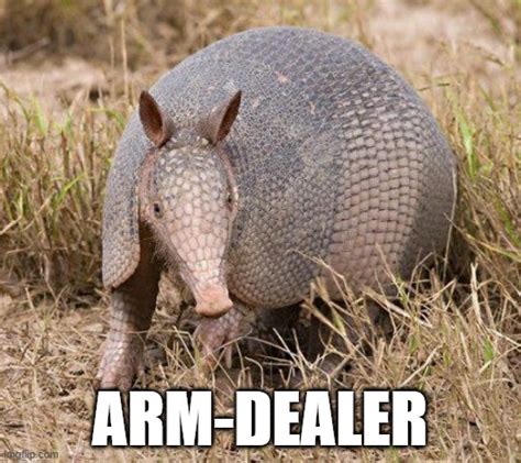 armadillo Memes - Imgflip