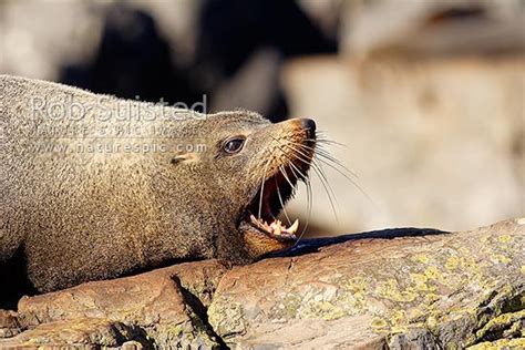 New Zealand Fur seal yawning and showing teeth (Arctocephalus forsteri, Otariidae), Cape ...