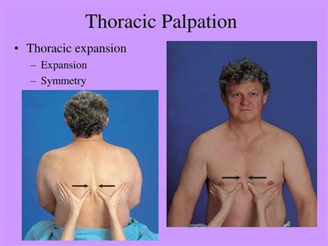 PPT - Thorax and Lungs N1037 PowerPoint Presentation, free download ...