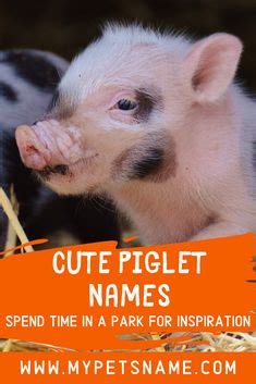 22 Pig Names ideas | names, pig, baby pigs