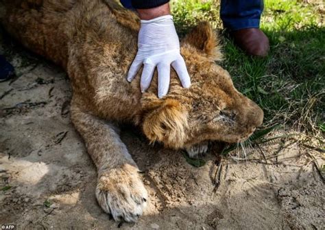 Lion is declawed by Palestinian zoo so visitors can 'play' with the animal - sparking anger ...