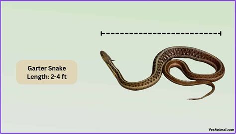 Garter Snake Size: How Big Are They Compared To Other?