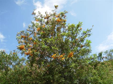 Roble australiano (Grevillea robusta)