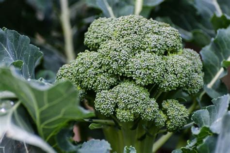 Best Companion Plants for Broccoli in the Vegetable Garden