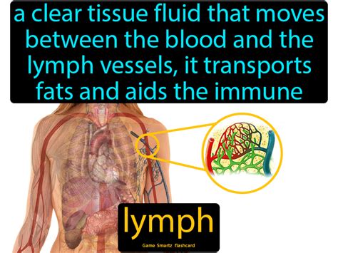 Pin on Circulation and Respiration