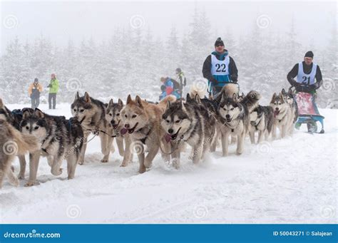 Husky Dogs in a Dog Sled Race Editorial Photo - Image of siberian ...