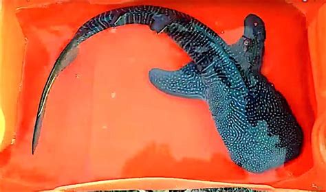 Stunning Baby Whale Shark Rescued And Released In India | Reef Builders ...