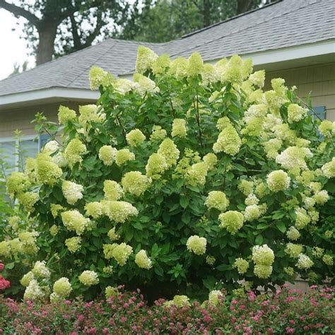 Hydrangea Paniculata 'limelight' 4 Inch Pot Panicle Hydrangea - Etsy