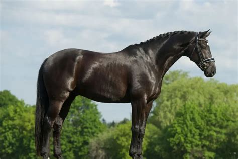 Westphalian Horse Breed Profile - Helpful Horse Hints