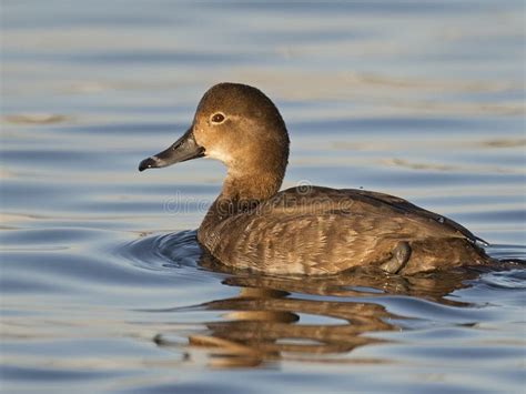 Redhead Duck Female stock image. Image of americana, wildlife - 83577417