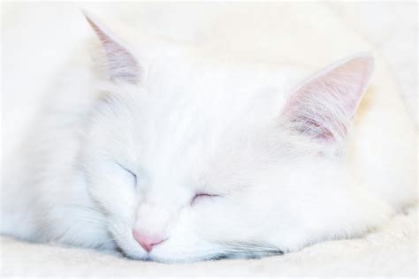 Photo Of White Cat Sleeping · Free Stock Photo