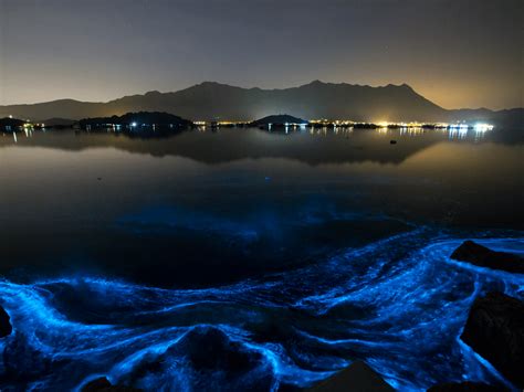 🔥 Noctiluca scintillans, commonly known as the sea sparkle, is a free-living, nonparasitic ...