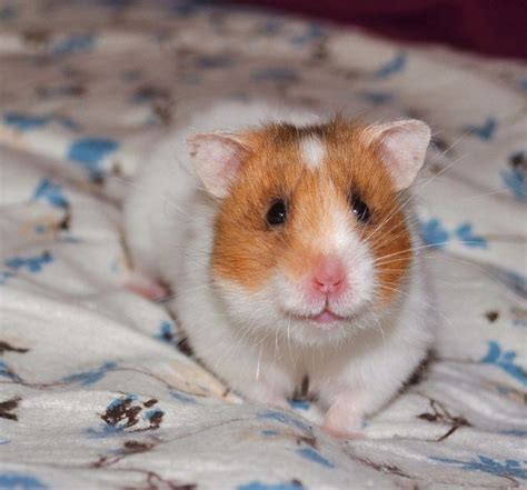 √ 6 Types of Most Popular Hamster Breeds | Hamster, Hamster breeds ...