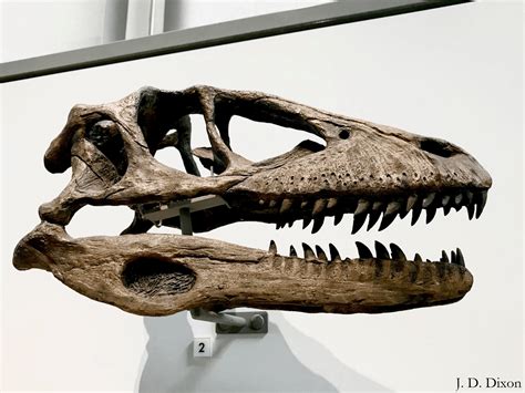 Deinonychus antirrhopus: More Than A “Six Foot Turkey” - Darwin's Door