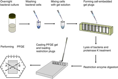 Pulsed field Gel Electrophoresis (PFGE) - The Science Notes