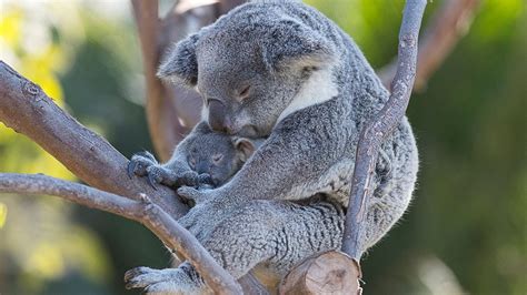 Koalapalooza: Three Baby Koalas Peek Out of the Pouch - YouTube