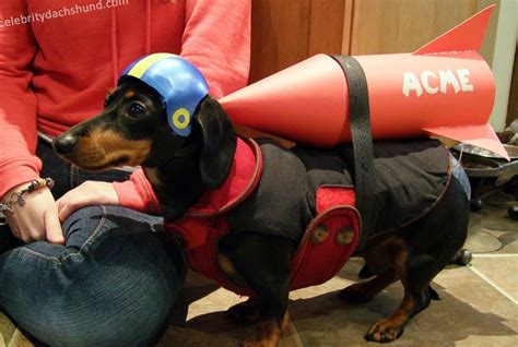 10 Amazing Pet Halloween Costumes Photos - ABC News