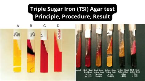 Triple Sugar Iron (TSI) - Test Principle, Procedure, Result - Biology ...