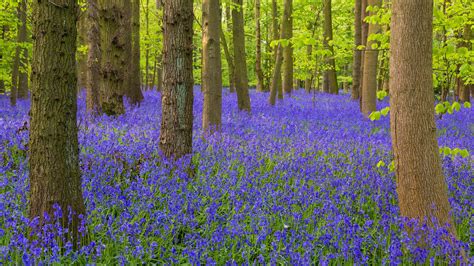 Are These the UK's Most Beautiful Bluebell Woods? — Verve Garden Design