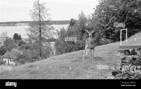 deer fallow brown color at grass. photo of deer fallow outdoor. deer fallow in the street Stock ...