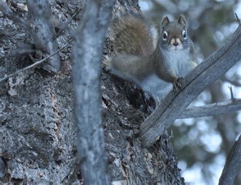 Idaho's newest game species, red squirrel, is a great gateway for new ...