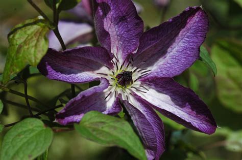 Clematis 'Venosa Violacea' | Clematis viticella 'Venosa Violacea' | Clematis online kaufen