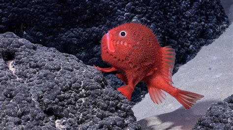 Meet the newest ‘walking’ fish—a bright red creature of the deep