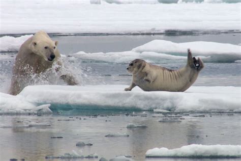 21 Polar Bear Facts That'll Make You Fall For Earth's Largest Predator