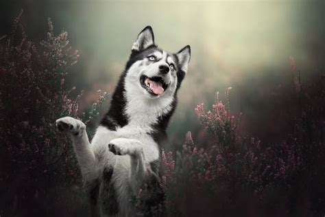 Download Heather Dog Animal Husky HD Wallpaper